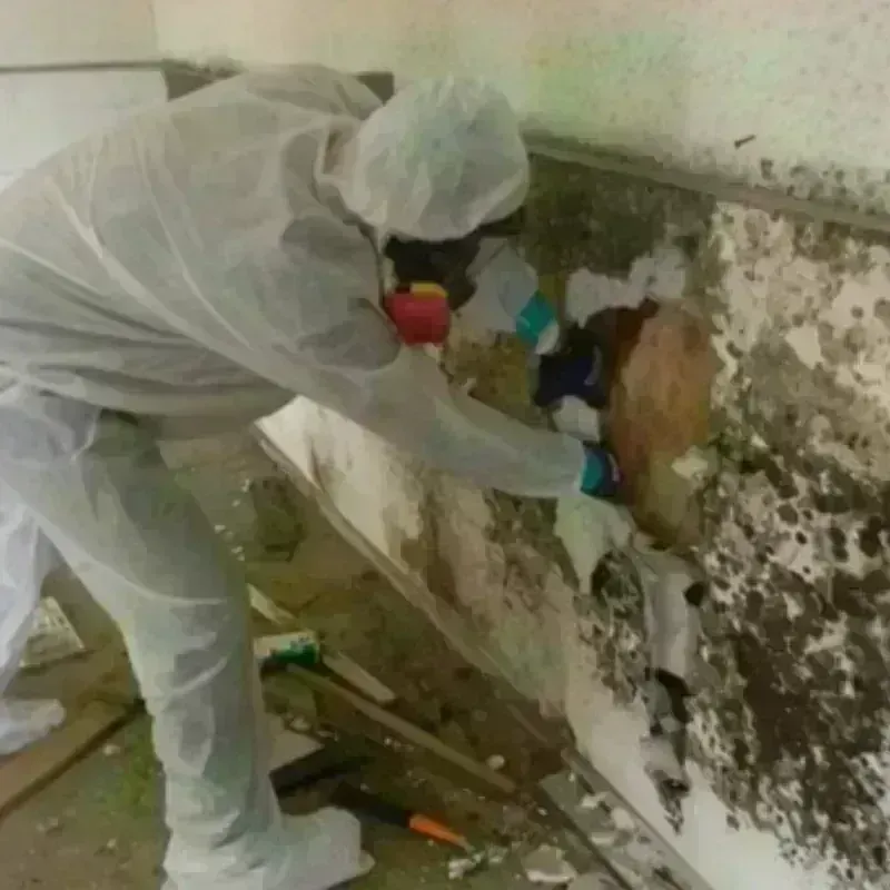 Best Mold Remediation and Removal Service in Freetown, MA